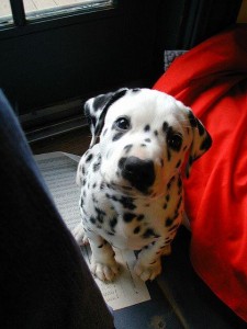 dalmation